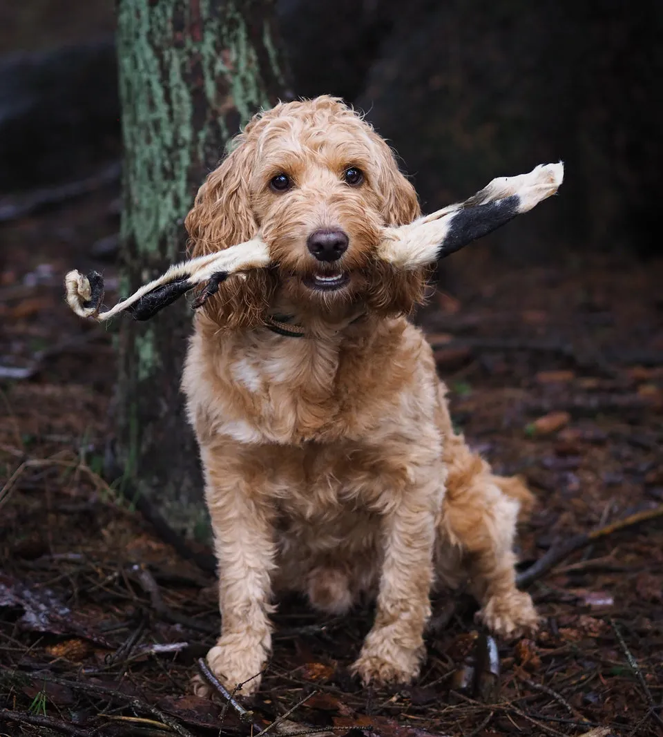 Anco Naturals | Dog Chew Treat | Hairy Lamb Ear Stick