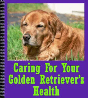 Caring For Your Golden Retriever’s Health - Tips for a Healthy and Happy Companion