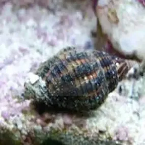 Cerith Snail (Cerithium spp.)