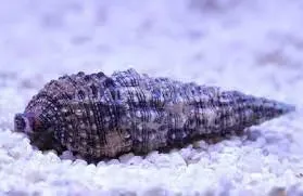 Cerith Snail (Cerithium spp.)