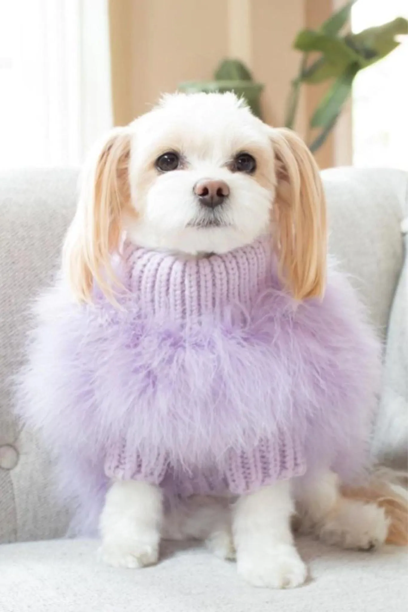 Christian Cowan x Maxbone: Dog Jumper - Lavender