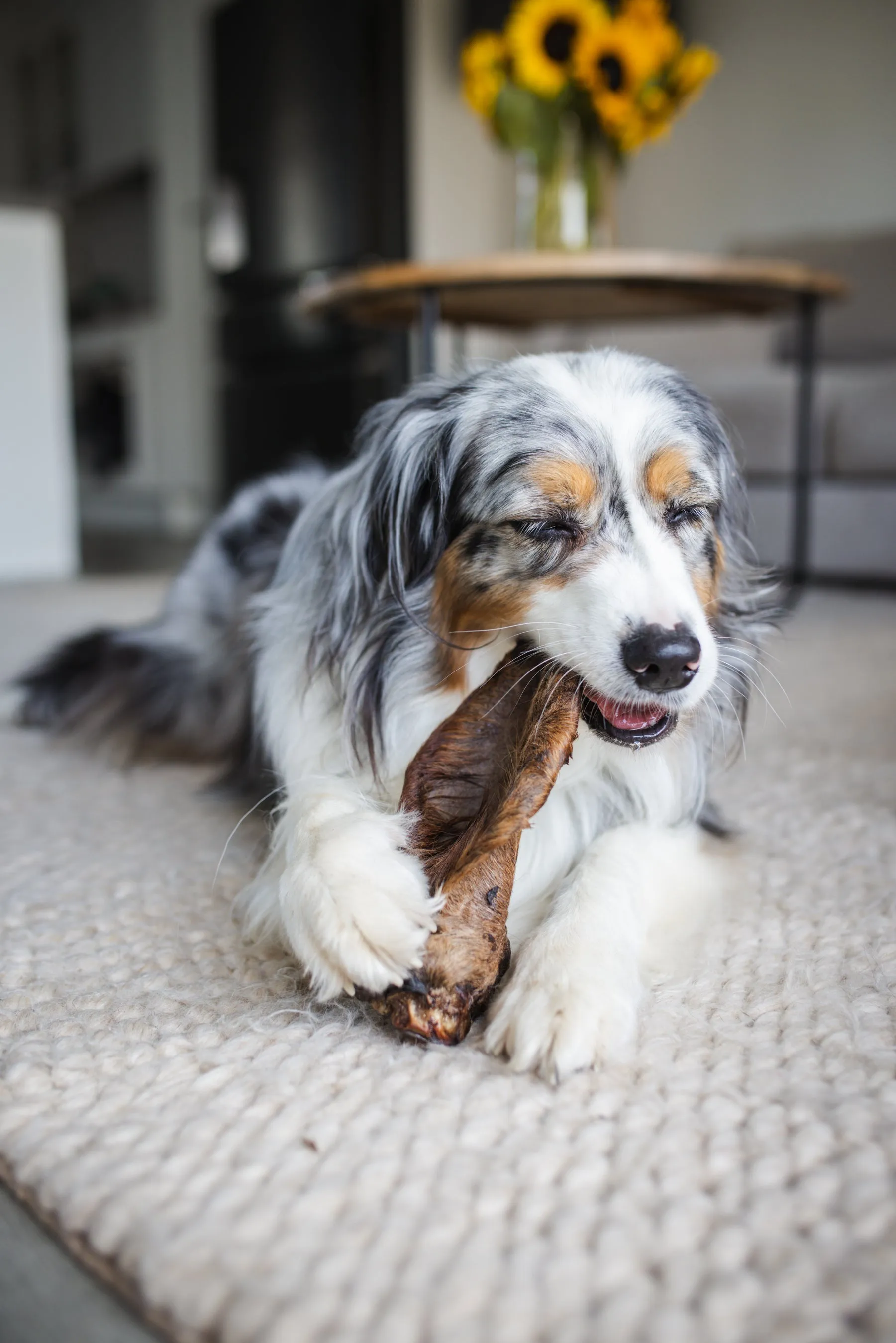 Natural Cow Ear with Fur