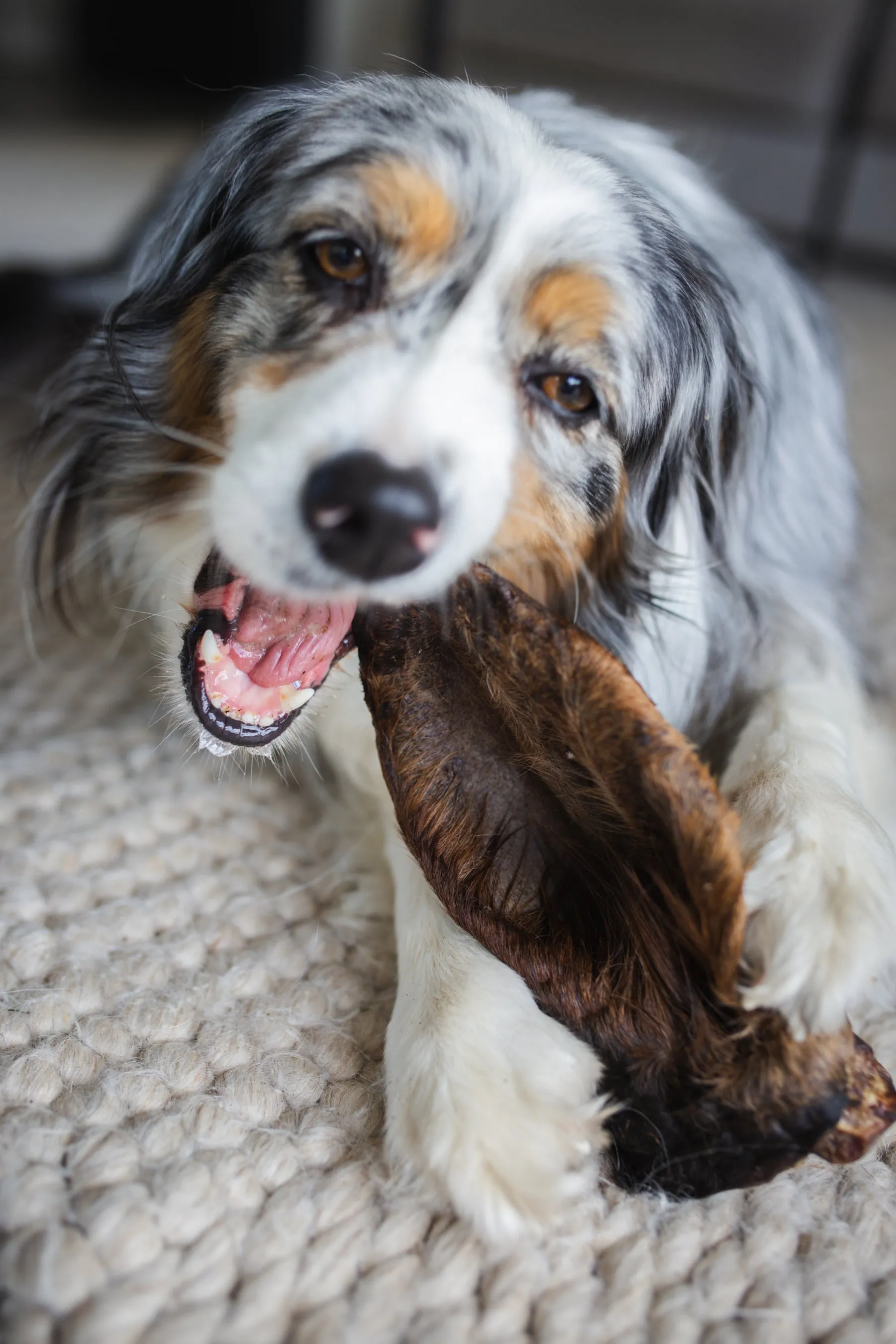 Natural Cow Ear with Fur